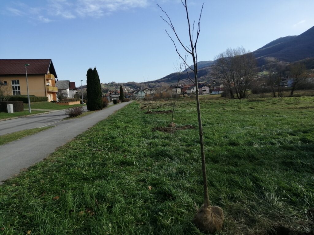 Za ljepši i zeleniji grad 1 drvored 3