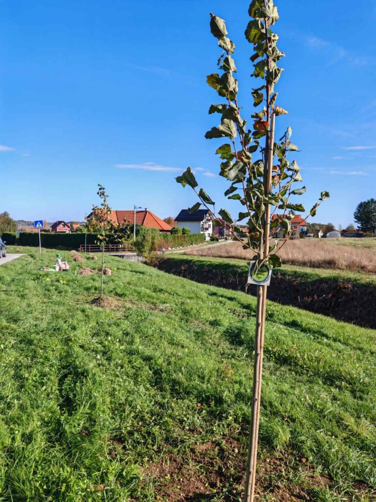 Posađeno još 30 lipa u novom drvoredu u Stepinčevoj ulici 6 viber slika 2025 10 29 14 29 47 459