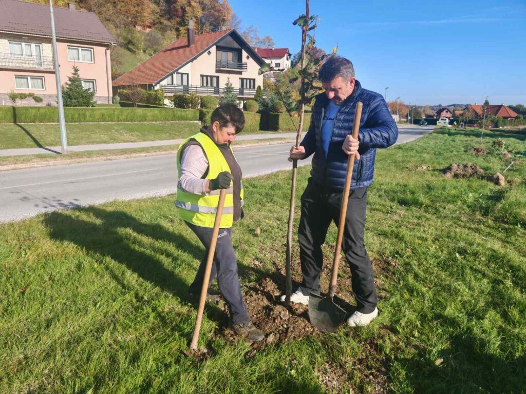 Posađeno još 30 lipa u novom drvoredu u Stepinčevoj ulici 3 viber slika 2025 10 29 14 29 47 556